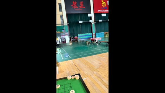 Dogs crash into table while chasing frisbee in Shandong, China