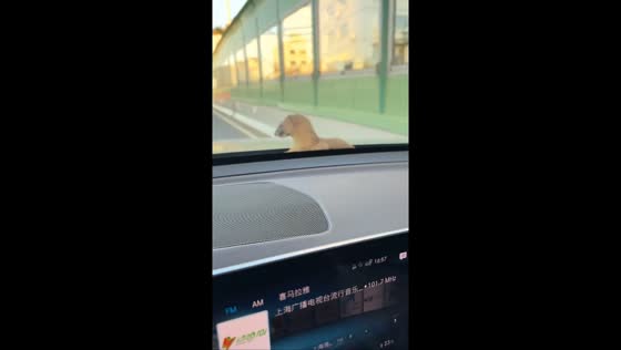 Ferret hitches an unexpected ride on a moving car in Shanghai, China