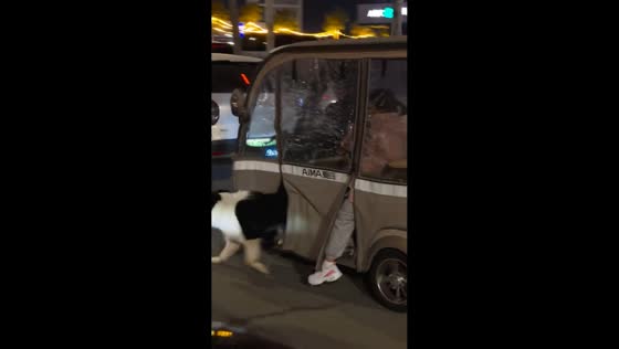 Dog skillfully runs alongside e-bike in Henan, China