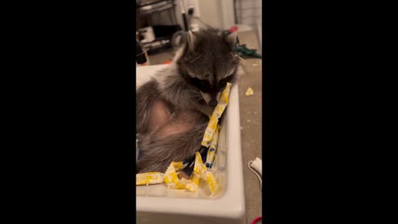 Midnight mischief: raccoon's unexpected obsession with tampons