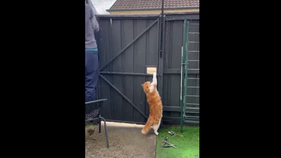 Cheeky cat squeezes through enclosure gap in Melbourne, Australia