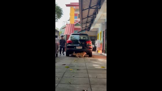 Corgi outruns owner during playful chase in BF Homes Las Piñas, Philippines