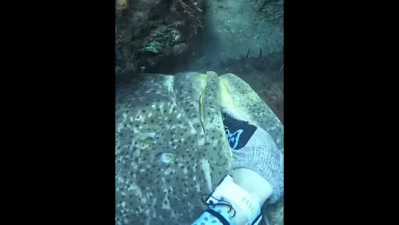 Goliath grouper steals snapper from diver in Florida, USA