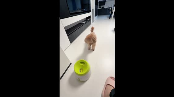 Poodle startled by automatic ball thrower in Guangdong, China