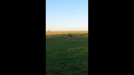 Man chases sheep but fails in Buenos Aires, Argentina