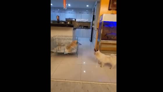Dog Meg protects puppies from sister Milktea in La Union, Philippines