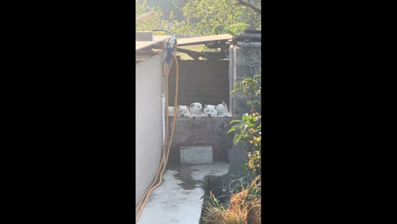 Puppies pop up one by one in Guangxi, China