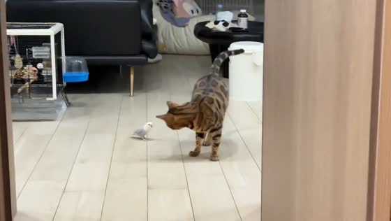 Parrot playfully scares curious cat in Hebei, China