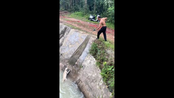 Man rescues dog trapped in water channel using pole and strap in Guangxi, China