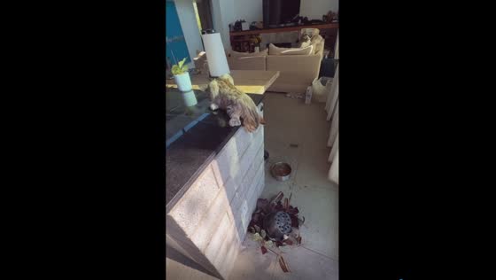 Catastrophe in Santa Barbara: a feline's floral fiasco unfolds