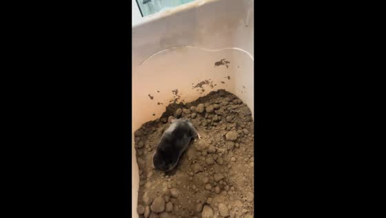 Pet mole impressively burrows in container of soil in Heilongjiang, China