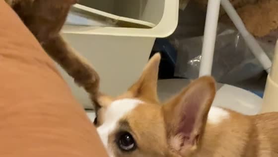 Patient Corgi stays still as orange cat tugs at its eyelid in Sichuan, China