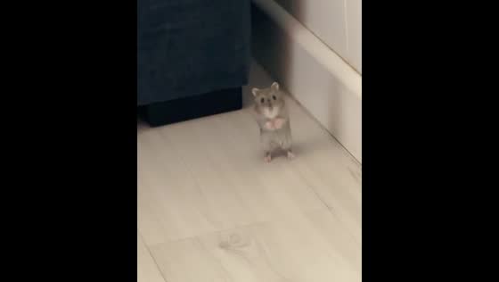 Hamster reappears after being missing for some time in Barcelona