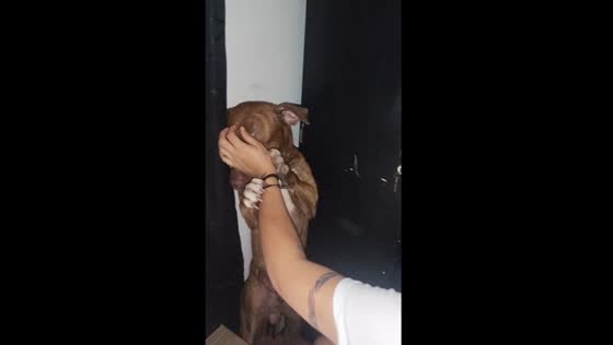 Determined dog's hilarious standoff against deworming