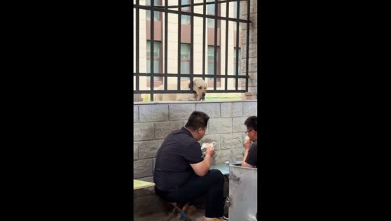 Dog adorably watches men eat from behind a fence in Shijiazhuang, China