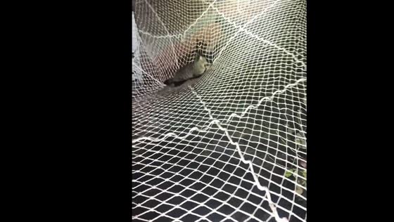 Cat saved after falling from building in Shanghai, China