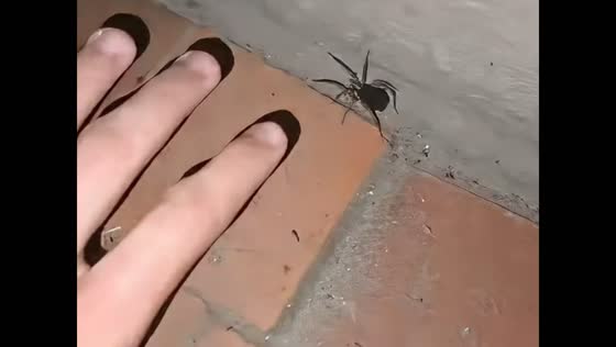 Wolf spider carries dozens of spiderlings on her back in Kuban, Russia