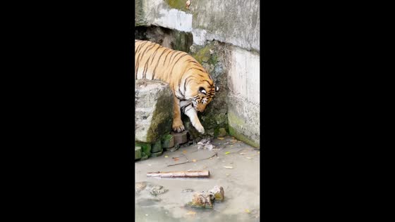 Bird pecks tiger in the face during unusual encounter at Shanghai Zoo, China
