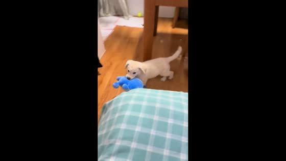 Playful puppy tumbles onto bed with plush toy in Shandong, China