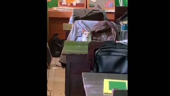 Cat unexpectedly spotted inside classroom in Lampung, Indonesia