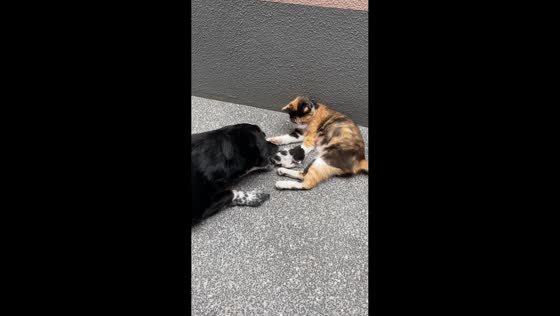 Playful dog carries kitten away from its mother in Madeira, Portugal
