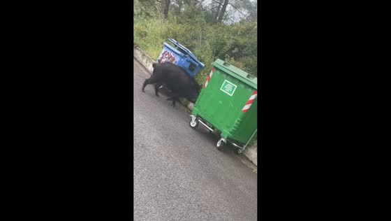 Wild boar repeatedly attacks dumpster near roadside in Thessaloniki, Greece