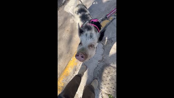 Person walks pig pet on leash in Buenos Aires, Argentina