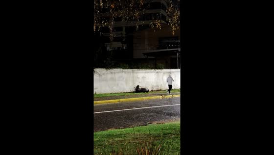 Sea lion startles jogger in Valdivia, Chile