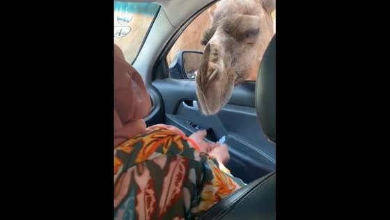 Person in Alexandria afraid of camel while attempting to feed it