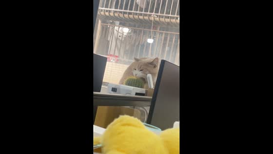 Curious cat attempts to bite cactus in Guangdong, China