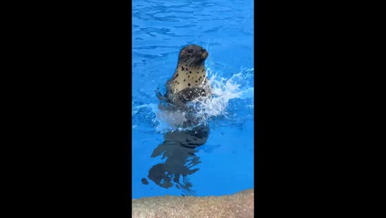 Seal makes funny sounds and claps flippers at visitors in Shandong, China