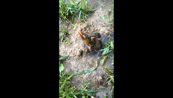 Crayfish grabs bait but slips back into water in Mount Vernon, Indiana