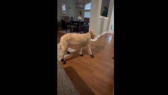 Dog Darla's first steps in boots leave her high-stepping