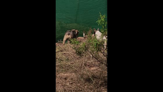French bulldogs defend garden from cobra in Ban Fang, Khon Kaen Province, Thailand