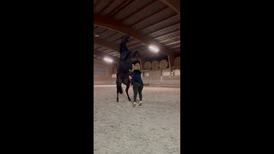Horse spooks unexpectedly while being petted in Grißheim, Germany