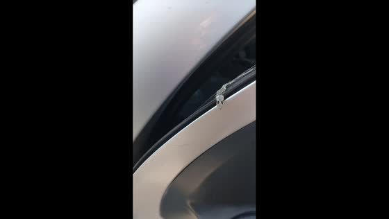 Lizard skeleton discovered in car door in México