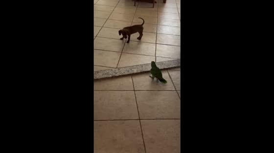 Parrot and dog share a playful standoff in Nhandeara, Brazil