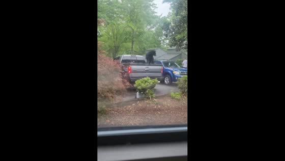Bears explore pickup truck outside house in North Carolina, USA