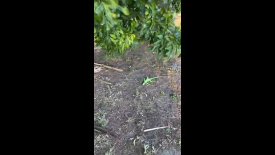Cold-stunned iguanas found on ground after cold snap in Fort Lauderdale, Florida, USA