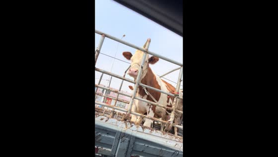 Cow responds to imitation sound while riding truck in Liaoning, China