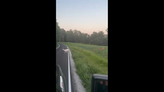 White deer and family spotted crossing road in Bowling Green, Kentucky