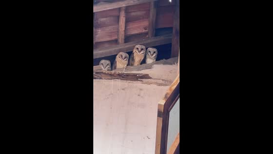 Owls gather on house ceiling in Cirebon, Indonesia
