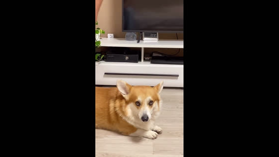 Well-behaved corgi stays calm during grooming in Saint Petersburg, Russia