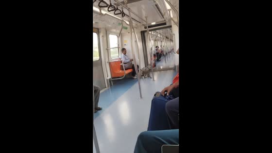 Monkey wanders through metro train in New Delhi, India