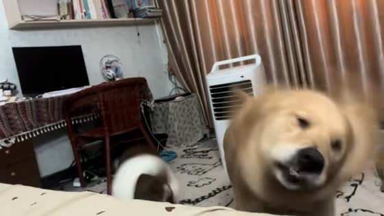 Two dogs spin their heads in sync in Jiangxi, China