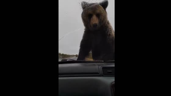 Bear investigates stalled car on Sakhalin Highway