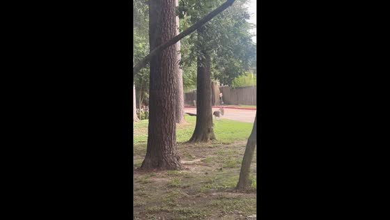 Squirrel dodges hawk attack in Houston, Texas