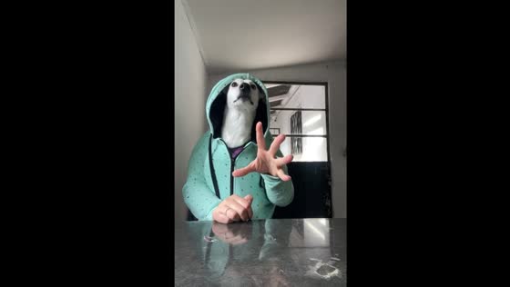 Creative dog costume: hilarious dog-faced human hands illusion in Buenos Aires