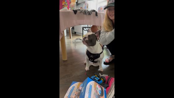 Playful French Bulldog enjoys birthday party pipe in Decatur, USA
