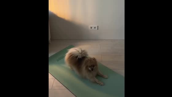 The Pomeranian joins yoga session in St Petersburg
